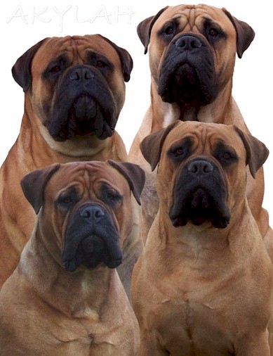 Akylah Bullmastiffs