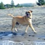 Akylah Vaija - 02 Years (Owned by Jo Hamblyn)