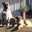 Akylah Antalya, CGC Silver - 02.5 Years - & Akylah Vavara - 14 Weeks