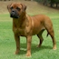 Aust. CH Akylah Return To Genre - 12 Months (Owned by Becci Dawson)