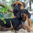 Akylah Andry - 04 Years - & Friend (Owned by Serena Hodson)