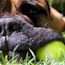 Akylah Andry - 04.5 Years (Owned by Serena Hodson)