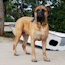 Akylah Andry - 04 Years (Owned by Serena Hodson)