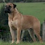 Soloshel Midnite Thunder (Imp. Aust.) - 05 Years