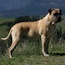 CH Blackmask Aili, CGC Gold - 08 Years
