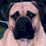 Aust. CH Bullmaster MdniteSpecial