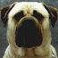 Aust. CH Bullmaster Sweet Melody