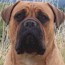 Bullmighty Hajaana (Imp. Aust.) CGC