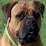 Bullmighty Hajaana (Imp. Aust.) CGC