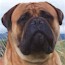 NZ CH Bullmighty Haplo (Imp. Aust.) CGC