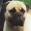 Aust. & Indian CH Gameguard Arion