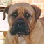 Aust. CH Soloshel Lady Emma