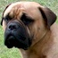 Aust. CH Soloshel Mr Bad Guy