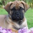 Suvi - 08 Weeks