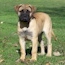 Suvi - 15 Weeks