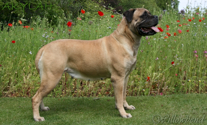 Gracie