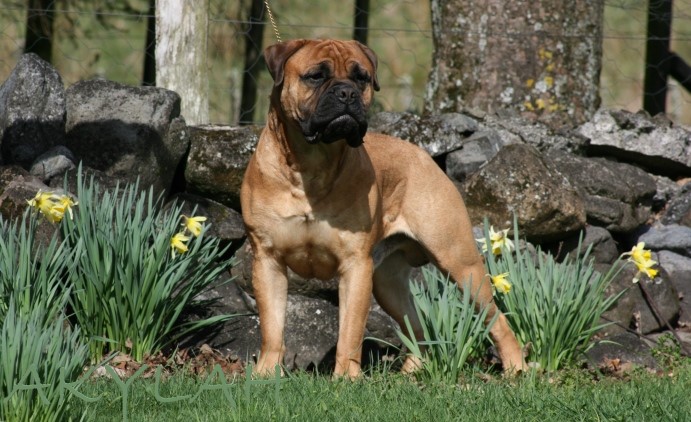 Laszlo