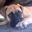 Aili - 12 Weeks