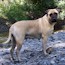 Aili - 04.5 Years