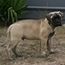 Ash - 12 Weeks