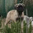 Ash - 06 Months