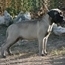 Ash - 08 Months