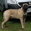 Ash - 12 Months