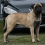 Ash - 18 Months