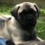 Ash - 08 Weeks