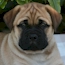 Coco - 13.5 Weeks