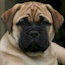 Coco - 19 Weeks