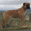 Coco - 16 Months