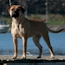 Coco - 16 Months