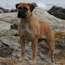 Coco - 19 Weeks