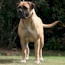 Coco - 16 Months