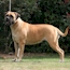 Coco - 16 Months