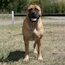 Coco - 19 Weeks