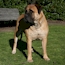 Coco - 16 Months