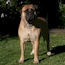 Coco - 19 Weeks