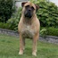 Coco - 16 Months