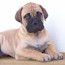 Darvo - 08 Weeks