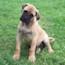 Darvo - 10 Weeks