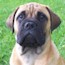 Darvo - 11 Weeks