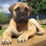Darvo - 12 Weeks
