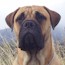 Darvo - 06 Months
