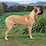 Darvo - 08 Months