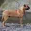 Darvo - 15 Months