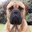 Darvo - 15 Months