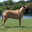 Darvo - 27 Months