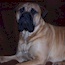 Darvo - 33 Months